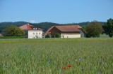 AnsichtHofneuMohn