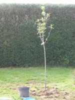 Baum2 