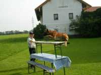 Hunde12 