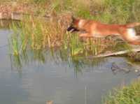 Hunde16 