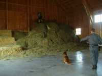 Hunde19 