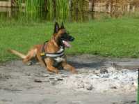 Hunde23 