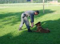 Hunde5 