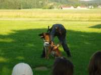 Hunde6 