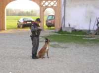 Hunde8 
