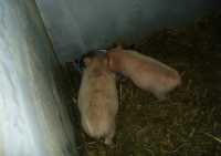 Tiere10 