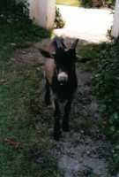 Tiere11 