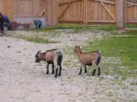 Tiere13 