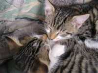 Tiere14 