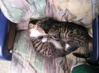 Tiere16 