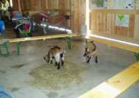 Tiere17 