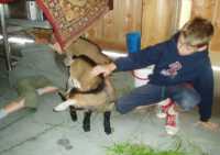 Tiere19 
