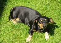 Tiere2 