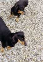 Tiere3 