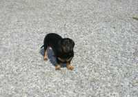 Tiere4 