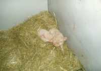 Tiere9 